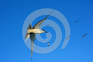 Flying in the blue sky