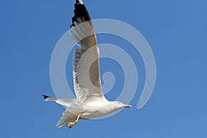 A flying on blue sky side view seagull photo
