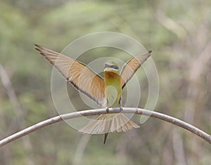Flying Blue-tail bee-eater (Merops philippinus)