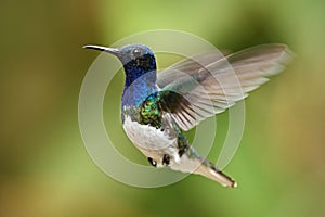 Flying blue and white hummingbird White-necked Jacobin from Ecuador