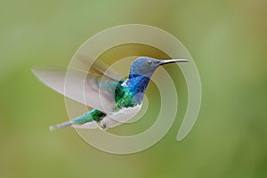 Flying blue and white hummingbird White-necked Jacobin, Florisuga mellivora, from Colombia, clear green background