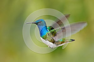 Flying blue and white hummingbird White-necked Jacobin, Florisuga mellivora, from Ecuador, clear green background