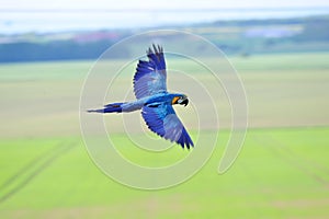 Flying blue-and-yellow Macaw - Ara ararauna upon fields