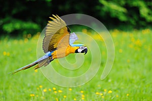 Flying blue-and-yellow Macaw - Ara ararauna
