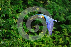 Flying blue-and-yellow Macaw - Ara ararauna