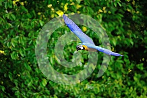 Flying blue-and-yellow Macaw - Ara ararauna