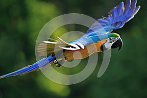 Flying blue-and-yellow Macaw - Ara ararauna