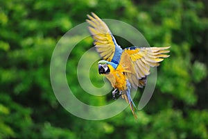 Flying blue-and-yellow Macaw - Ara ararauna