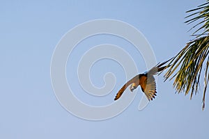 Flying Blue And Yellow Macaw parrot, Ara Ararauna, palm lagoon Lagoa das Araras, Bom Jardim, Nobres, Mato Grosso, Brazil