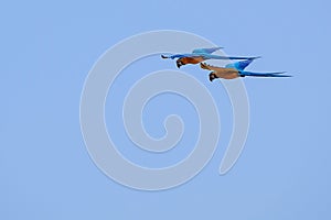 Flying Blue And Yellow Macaw parrot, Ara Ararauna, palm lagoon Lagoa das Araras, Bom Jardim, Nobres, Mato Grosso, Brazil