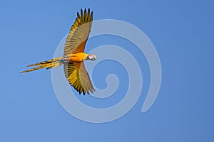 Flying Blue And Yellow Macaw parrot, Ara Ararauna, palm lagoon Lagoa das Araras, Bom Jardim, Nobres, Mato Grosso, Brazil