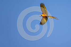 Flying Blue And Yellow Macaw parrot, Ara Ararauna, palm lagoon Lagoa das Araras, Bom Jardim, Nobres, Mato Grosso, Brazil