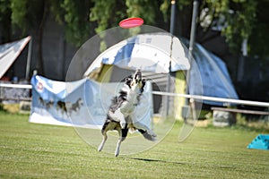 Flying border collie on frisbee competition