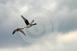 Flying brant geese