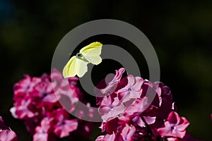 Flying brimstone butterfly