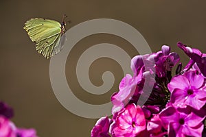 Flying brimstone butterfly
