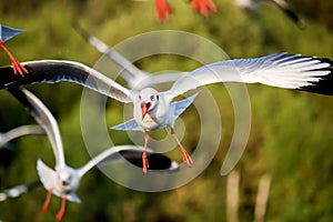 Flying Brown-headed gulls at Bang Poo,Samut Prakarn province,Thailand.