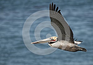 Flying Brown Pelican California