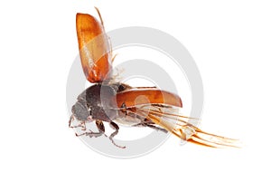 Flying brown scarab beetle