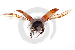 Flying brown scarab beetle