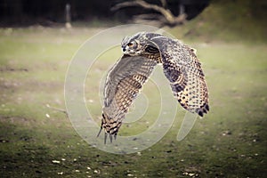 Flying bubo owl