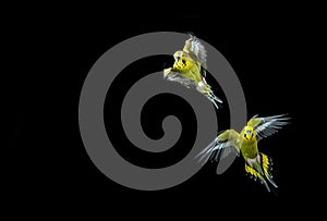 Flying budgie