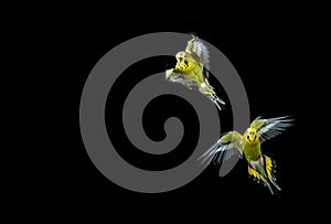 Flying budgie photo