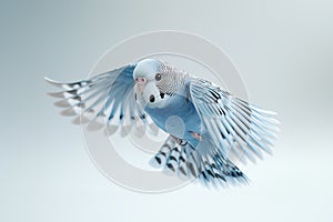 Flying budgie on solid background