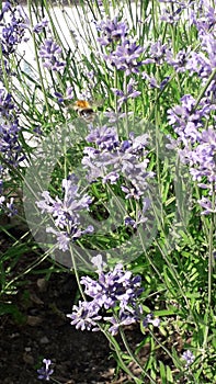 Flying bumble-bee in blooming lavender