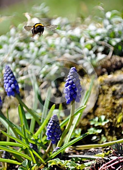 A flying bumble-bee in a garden with flowers