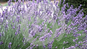 Flying bumble-bee gathering pollen from lavender blossoms. Close up Slow Motion. Beautiful Blooming Lavender Flowers