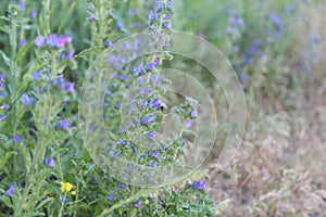 A flying bumblebee collects pollen from blue flowers. A bee and a butterfly fly on flowers in Ukraine.