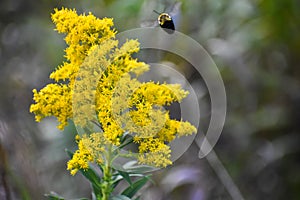 Flying Bumblebee and Goldenrod Wildflower