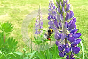 Flying bumblebee pollinates the blooms