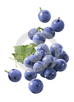 Flying bunch of grapes isolated on white background. Blue berries falling