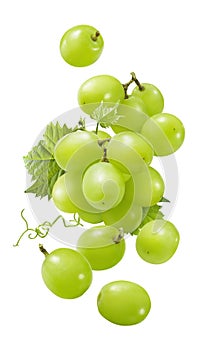 Flying bunch of green grapes isolated on white background. Fresh berries falling