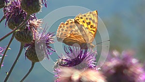 Flying Butterflies, Butterfly on Thorn Flower Macro, Mountain Garden, Insects Closeup, Medicinal Herbs in Nature, Botany Science