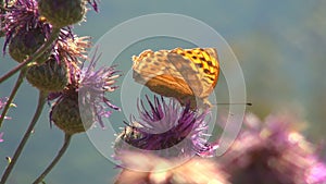 Flying Butterflies, Butterfly on Thorn Flower Macro, Mountain Garden, Insects Closeup, Medicinal Herbs in Nature, Botany Science