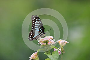 flying butterflies are looking for beautiful flower pollen