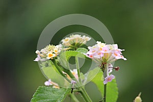 flying butterflies are looking for beautiful flower pollen