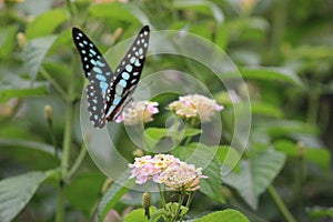 flying butterflies are looking for beautiful flower pollen