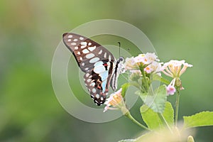 flying butterflies are looking for beautiful flower pollen