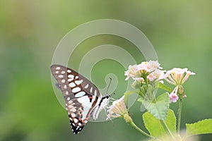 flying butterflies are looking for beautiful flower pollen