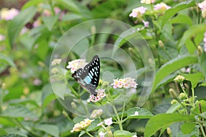 flying butterflies are looking for beautiful flower pollen