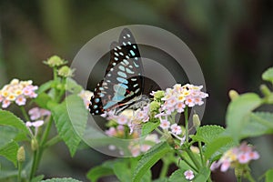 flying butterflies are looking for beautiful flower pollen