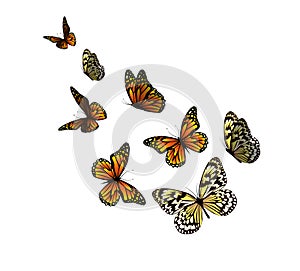 Flying butterflies. Vector illustration isolated on white background