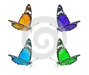 Colorful flying butterflies clip art photo