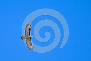 Volador ratón ()  sobre el cielo azul 