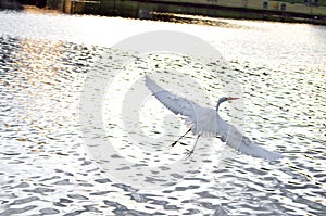 finding peace and tranquility in the river photo