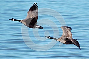 Flying Canada Geese photo